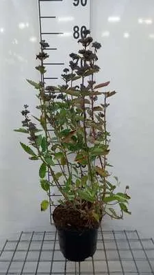 Obrázok produktu pre Caryopteris cland. 'Blue Fountain'® - Bartblume 30- 40 cm Kontajner