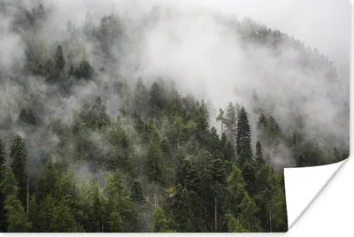 Produktbild von MuchoWow® Poster Wald - Nebel - Berg 180x120 cm - Fotoplakat