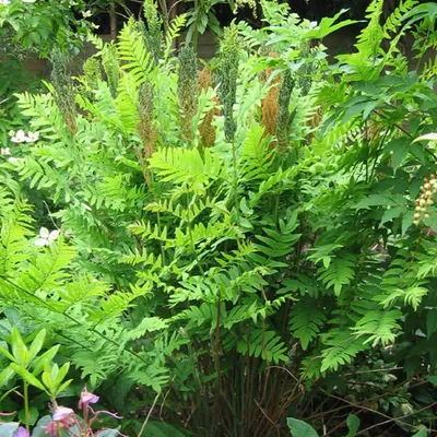 Produktbild von 6 x Königsfarn  - Osmunda regalis 'Purpurascens'  | Topf 9cm x 9cm