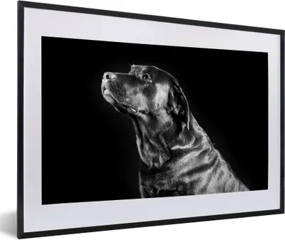 Produktbild von MuchoWow® Gerahmtes Poster Brauner Labrador auf schwarzem Hintergrund - schwarz und weiß 60x40 cm - Poster mit Schwarzem Bilderrahmen Wandposter Rahmen Foto Bilder - Schlafzimmer - Plakat in Rahmen - Drucken