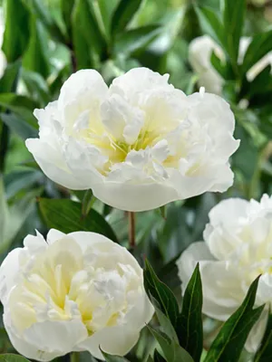 Produktbild von Paeonia lactiflora 'Duchesse de Nemours', Pfingstrose, weiß, ca. 11x11 cm Topf