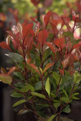 Produktbild von Photinia fraseri 'Little Red Robin', Glanzmispel, rot, 80–100 cm