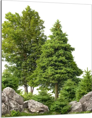 Immagine prodotto di Piano cottura 40x52 Coperchio per piano cottura in Vetroceramica Paraspruzzi Piatto in vetro Tagliere decorativo, verde bosco