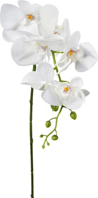 Immagine prodotto di Orchidea artificiale in plastica bianca con 7 fiori 87 cm