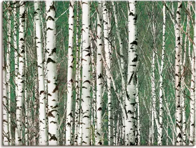 Produktbild von ARTland Leinwandbild Birkenwald - Bäume Größe: 60x45 cm