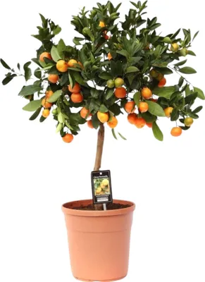Immagine prodotto di Trendyplants - Citrus Calamondin - Arancio - Pianta da giardino - Altezza 70-90 cm - Dimensioni vaso Ø22cm