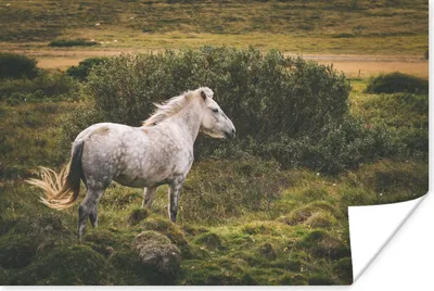 Produktbild von MuchoWow® Poster Pferd - Weiß - Island 90x60 cm - Schlafzimmer