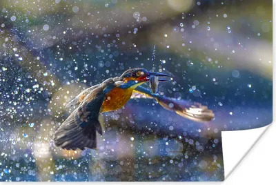 Produktbild von MuchoWow® Poster Eisvogel - Wasser - Fisch 90x60 cm - Schlafzimmer