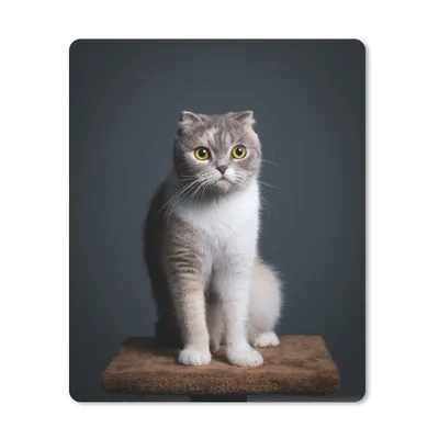 Obrázok produktu pre Podložka pod myš - Mačka - Domáce zvieratá - Svetlo - 19x23cm - Rohožka pod myš