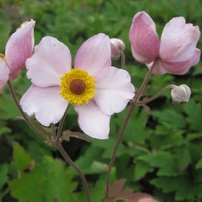 Immagine prodotto di 6 x Anemone - Anemone tomentosa 'Albadura' | Vaso da 9 cm x 9 cm