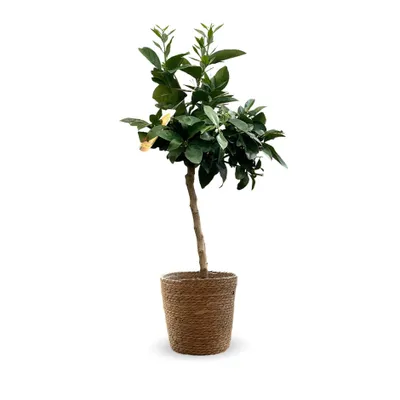 Image de Oranger sanguin avec panier en jonc de mer - agrume méditerranéen - arbre fruitier - ↕ 75-85 cm - ⌀ 25cm