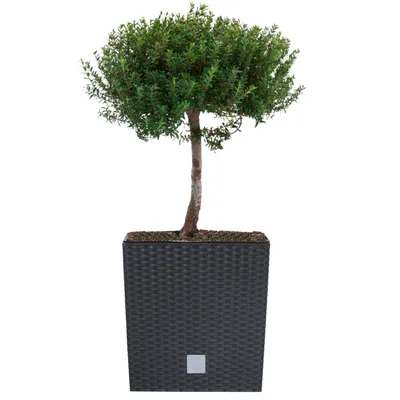 Produktbild von Blumenkübel 32 L Rattan-Optik Anthrazit Pflanzkübel h. 32,5 cm mit Innenkasten 21 L quadratisch Übertopf aus Kunststoff