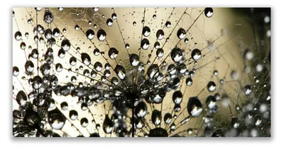 Produktbild von Küchenrückwand aus Glas 120x60cm Spritzschutz Pusteblume Pflanzen