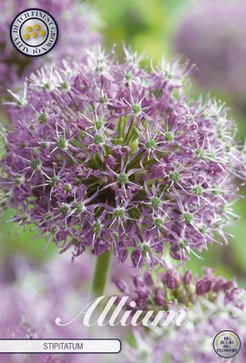 Artikelbild 2 von 'Zierlauch Stipitatum (2 Stück)' aus der Kategorie Zierlauchzwiebeln / Allium