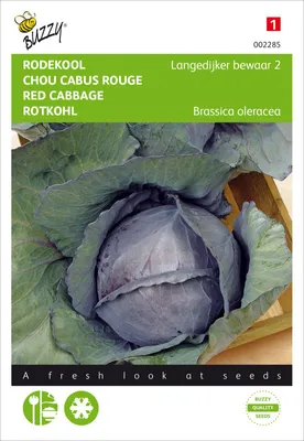 Produktbild von Rotkohl Langedijker Dauer 2 | Rotkohlsamen von Buzzy Seeds
