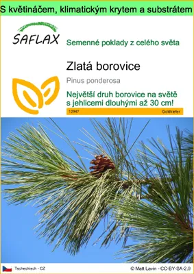 Obrázek produktu pro SAFLAX Garden to go - zlatá borovice - Pinus ponderosa - 20 Semena - S květináčem, klimatickou poklicí a pěstebním substrátem