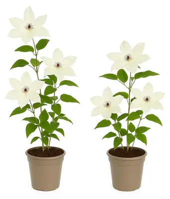 Obrázek produktu pro Exotické popínavé rostliny - Clematis Miss bateman - sada 2 kus? - 11cm kv?tiná?