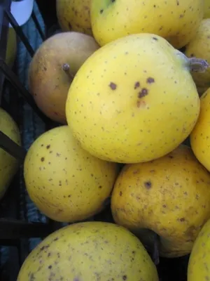 Produktbild von Malus Ananasrenette - Herbstapfel Ananasrenette