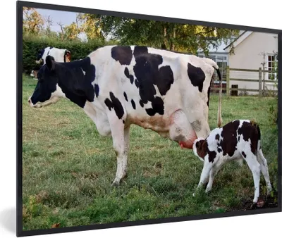 Produktbild von MuchoWow® Gerahmtes Poster Kuh - Kalb - Bauernhof 90x60 cm - Poster mit Schwarzem Bilderrahmen Wandposter Rahmen Foto Bilder - Fotorahmen - Foto-Plakat
