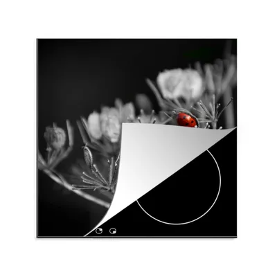 Produktbild von KitchenYeah© Herdabdeckplatte Schwarz-Weiß-Foto eines roten Marienkäfers auf einer Pflanze , 78x78cm, Küche Deko, Glaskeramikkochfeld Herdabdeckung, Abdeckplatte fùr Kochfeld