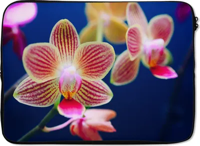 Produktbild von MuchoWow® Laptop Hülle 13 Zoll Von Orchidee Laptoptasche - Laptophülle - Sleeve - Rundumschutz