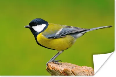 Produktbild von MuchoWow® Poster Vogel - Kohlmeise - Tiere - Grün 60x40 cm - Schlafzimmerdekoration