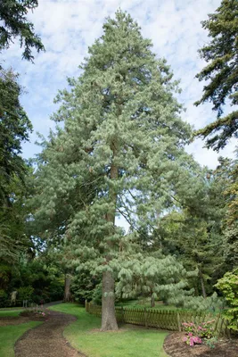 Produktbild von Pinus wallichiana, Himalaya-Kiefer, 70–80 cm