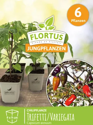 Artikelbild 7 von 'Chilipflanze Trifetti / Variegata' aus der Kategorie Chilipflanzen