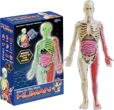 Produktbild von Menschliches Körpermodell für Kinder, im Dunkeln leuchtendes menschliches Körpermodell für Kinder – interaktives Anatomiemodell, Lernhilfen für Anatomie und Physiologie