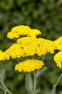 Produktbild von Achillea tomentosa, Teppich-Schafgarbe, gelb, ca. 9x9 cm Topf