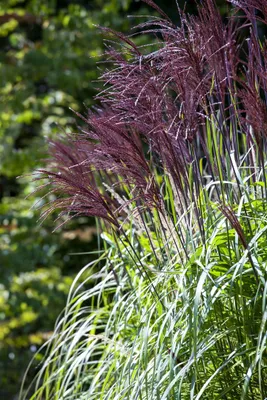 Produktbild von Miscanthus sinensis 'Rotfeder', Chinaschilf, rotbraune Halme, 120–150 cm
