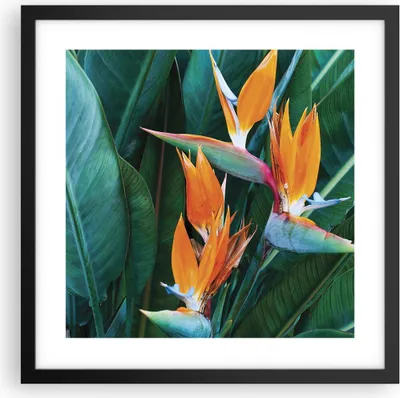 Produktbild von Gerahmtes Poster - Schwarzer Rahmen - Himmlisch Vogel Blume - 40x40 cm - Wand Bild - Wanddeko - Wandbilder - Kunstposter - Wandposter - Bilderrahmen - Bilder - Kunstdruck - P2BAC40x40-4980