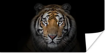 Produktbild von MuchoWow® Poster Tiger - Wildtiere - Porträt - Schwarz - Tiere 80x40 cm - Wanddeko