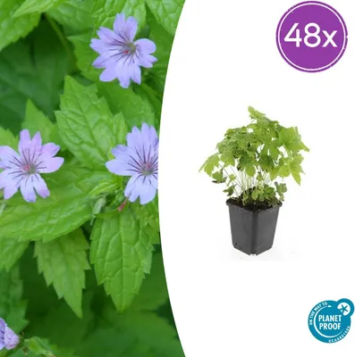 Immagine prodotto di Geranium nodosum | 48 pezzi - 10-25cm - Ø9cm - Pianta da giardino