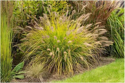 Produktbild von Stauden Gänge 3 x Pennisetum alopecuroides 'Hameln Gold ®' im 1 Liter Topf - Gelbes Lampenputzergras - Eleganz in warmem Goldton - Winterhart