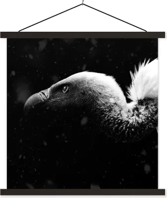 Produktbild von MuchoWow® Textilposter Nahaufnahme eines Geiers vor schwarzem Hintergrund - schwarz und weiß 40x40 cm mit schwarzem Rahmen - Fotos