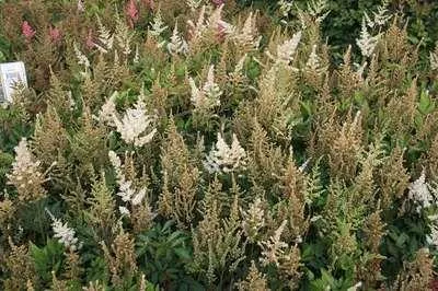 Produktbild von 6 x  Astilbe (a) 'Diamant' - Prachtspiere - Topf 9 x 9 cm