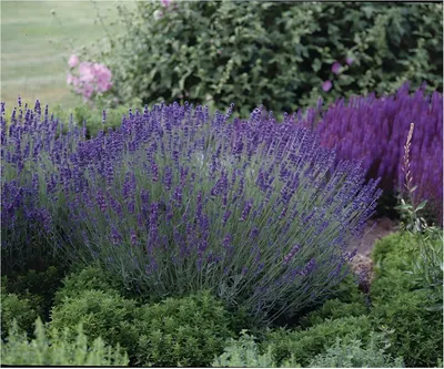 Produktbild von 3 x Lavandula angustifolia 'Essence Purple' (Staude/Stauden/Winterthart/Mehrjährig) Echter Lavendel - Stecklingsvermehrt - von Stauden Gänge