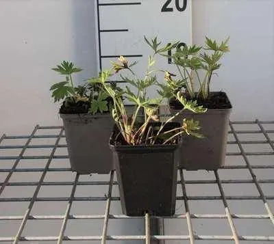 Immagine prodotto di 6 x Delphinium (b) 'Bellamosum' - Delphinium - vaso 9 x 9 cm
