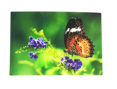 Produktbild von 3D Postkarte Edelfalter Cethosia cyane