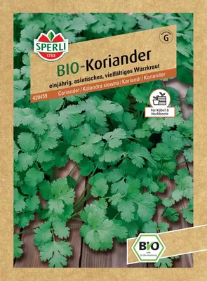 Obrázok produktu pre Koriander v kvetináčiPoľsko 25 g