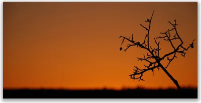 Produktbild von Tulup Leinwand-Bilder 120x60 Wandbild Canvas Kunstdruck Baum Kunst