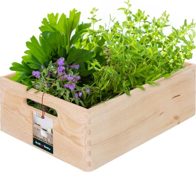 Obrázok produktu pre KOTARBAU® drevená debna malá bez veka drevené debny s držadlami univerzálna debna 40x30x14 cm drevené skladovacie debny drevo | drevená debna bez veka drevená debna s držadlom debna na zeleninu