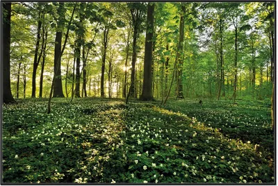 Produktbild von Wallario Wandbild Waldanemonen und Sonnenstrahlen im Wald, Größe: 61 x 91,50 cm, Poster mit schwarzem Aluminiumrahmen