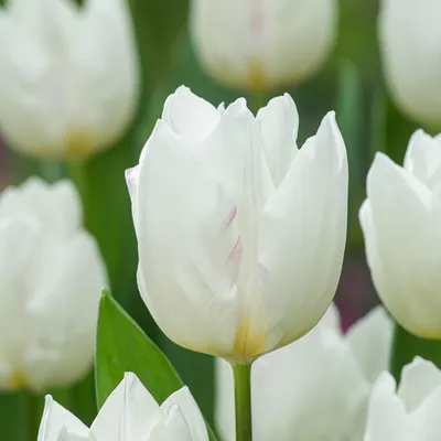 Zdjęcie produktu dla Tulipan Triumph Snowhill 5 szt. Tulipany Cebulki Tulipanów Cebule