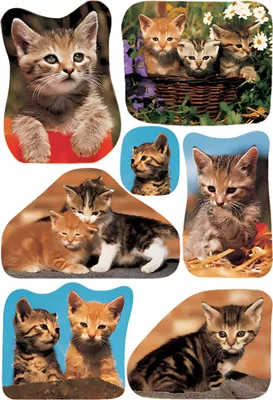 Produktbild von HERMA Sticker Katzenfotos 3 Blatt / 21 Sticker, Papier, Mehrfarbig, Katze, Permanent, Katzen, 21 Stück(e)
