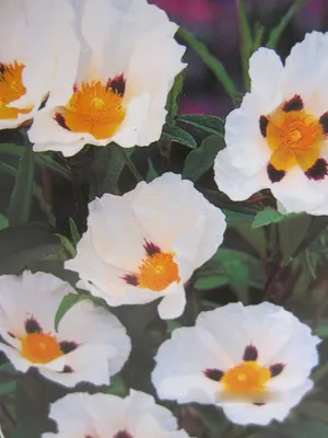 Produktbild von Cistus florentinus - Zistrose florentinus 25-30cm