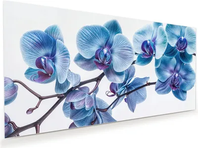 Produktbild von Glasbild 60x30cm in XXL für Wohnzimmer, Schlafzimmer Motiv Blaue Orchideen Blüte