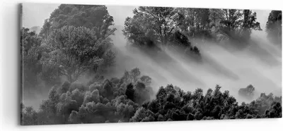Produktbild von Bild auf Leinwand - Leinwandbild - Einteilig - Schwarzweiß Bäume Nebel - 100x40cm - Wand Bild - Wanddeko - Wandbilder - Leinwanddruck - Bilder - Wanddekoration - Leinwand bilder - AB100x40-4510