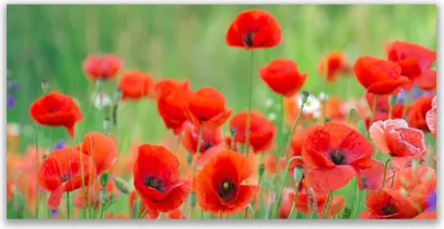Produktbild von Tulup Leinwand-Bilder 120x60 Wandbild Canvas Kunstdruck Mohnblumen Pflanzen